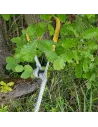 Synthetische Kabel-Outback-Durchmesser 10 x 24m mit synthetischem Haken